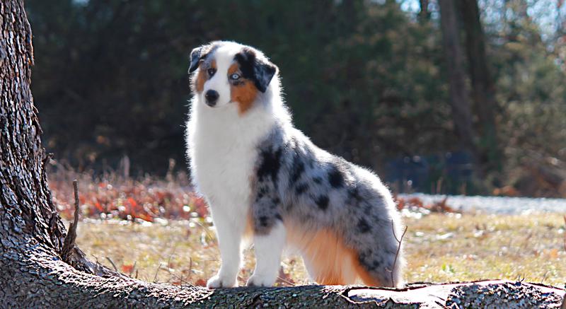 miniature shepherd