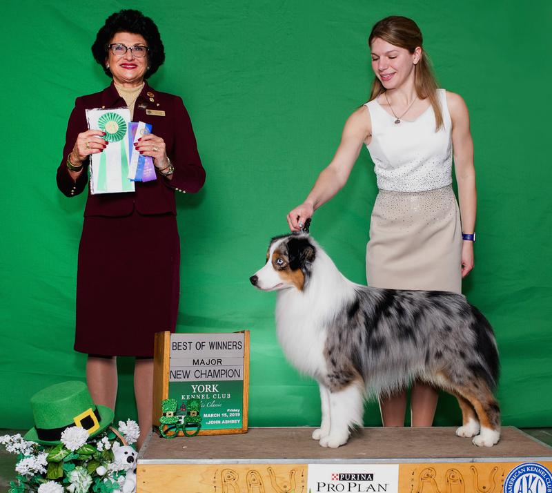 ashland mini aussies