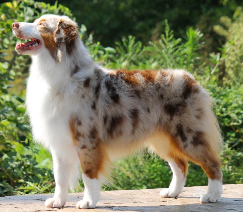 hero xtreme 200s blue