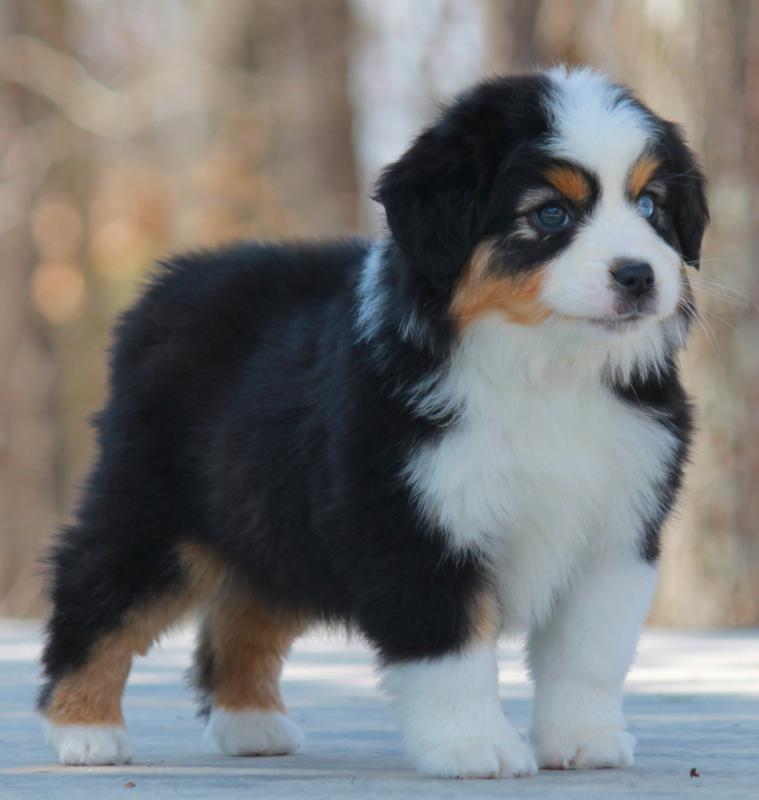 Ashland Miniature American Shepherds